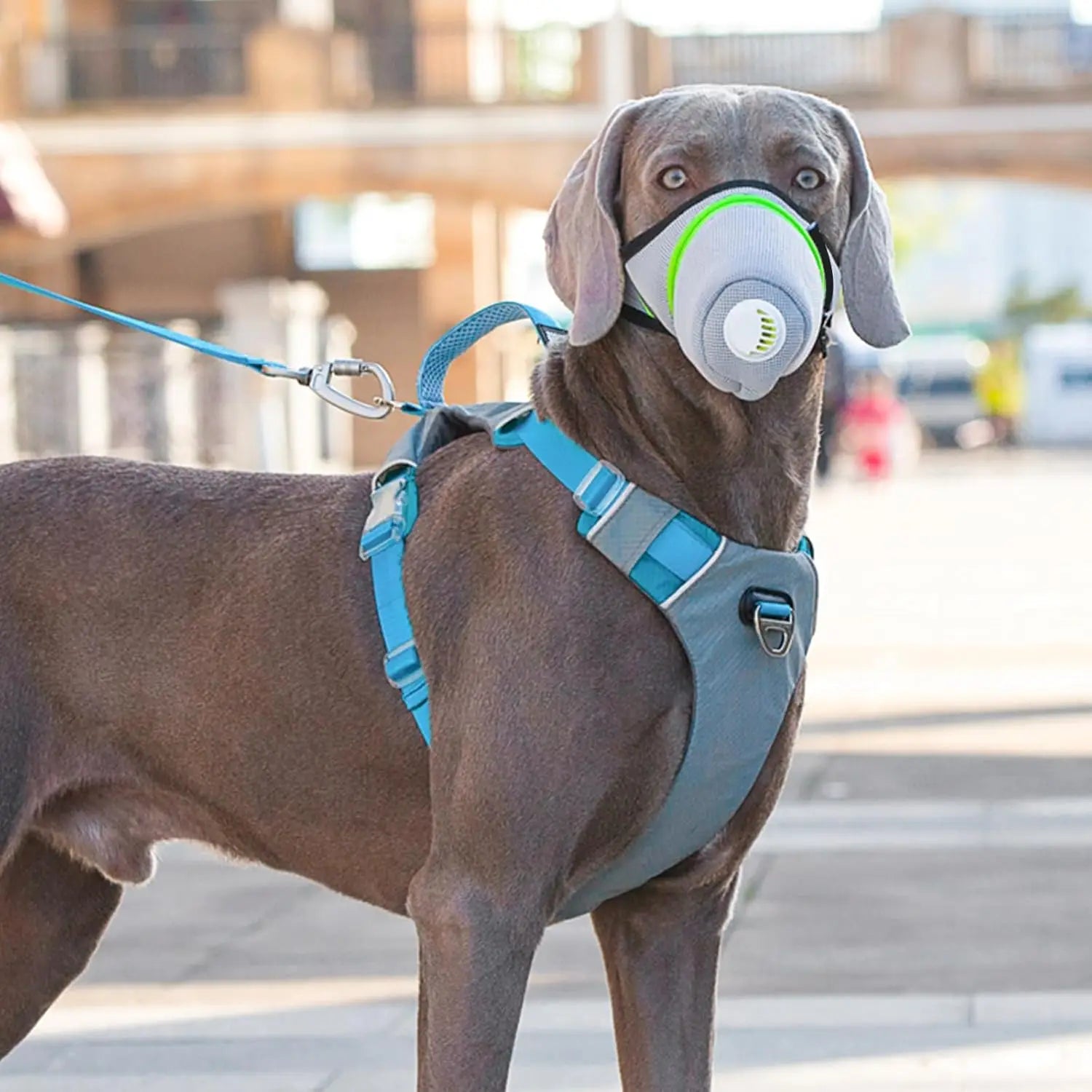 Dog Accessories Breathable Dog Mask With Air Filter Fit Sensitive Dogs Adjustable Dog Respirator Mask For Safety & Comfort