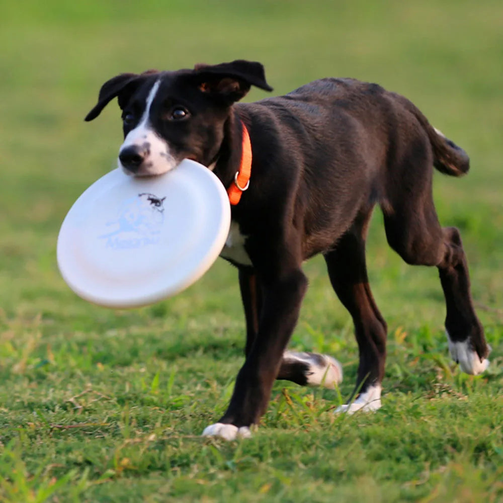 Dog Training Disc – Durable Pet Toy for Puppy & Adult Dog Training