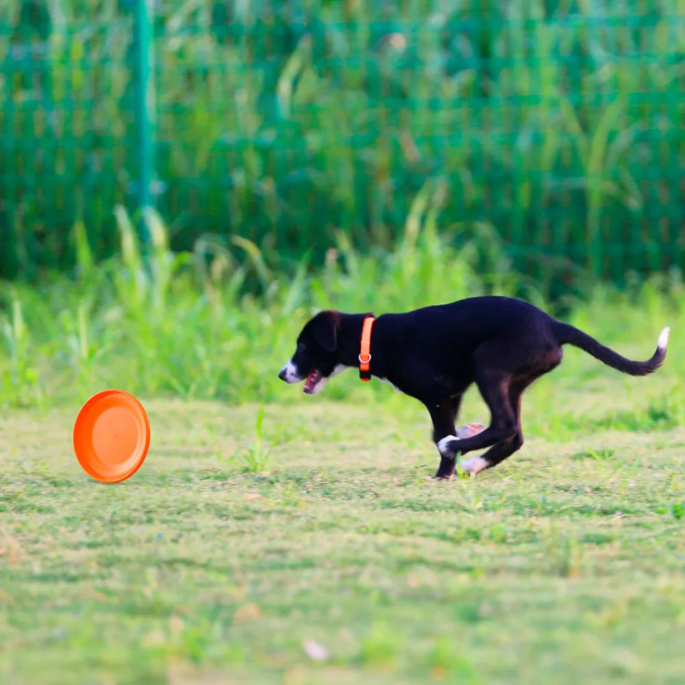 Dog Training Disc – Durable Pet Toy for Puppy & Adult Dog Training
